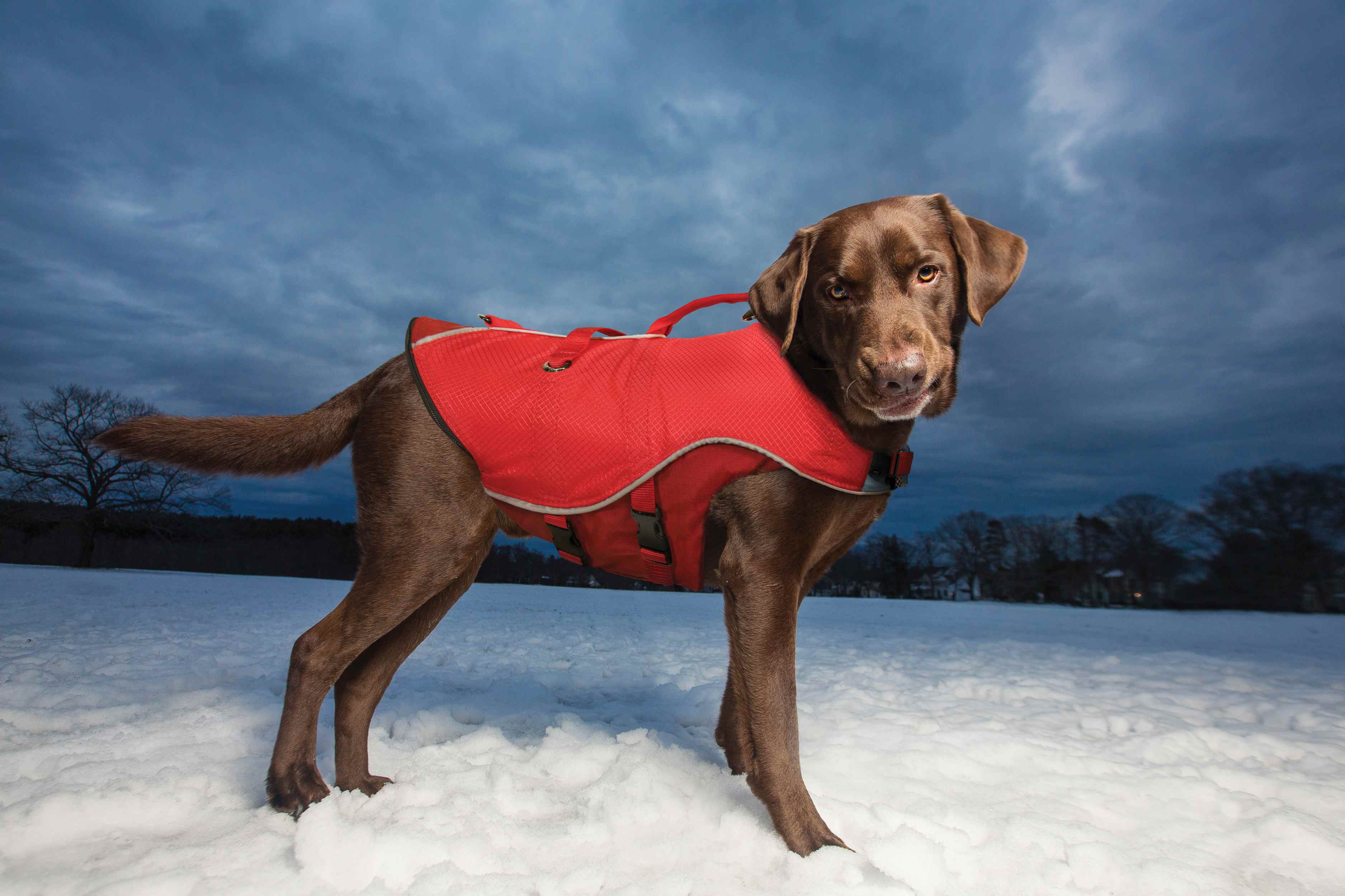 kurgo dog life jacket