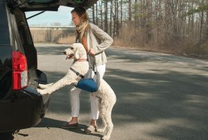 Pet Sling - Kurgo Up & About Dog Lifter