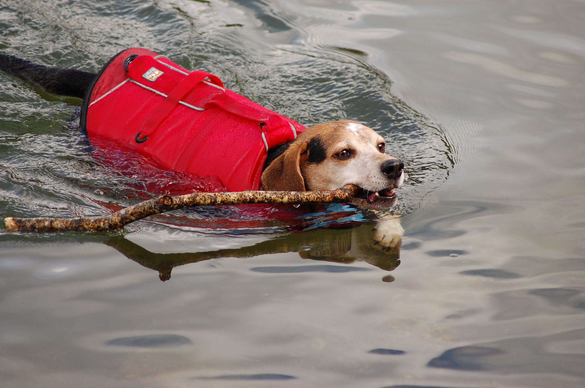 Kurgo Surf N Turf Dog Life Jacket