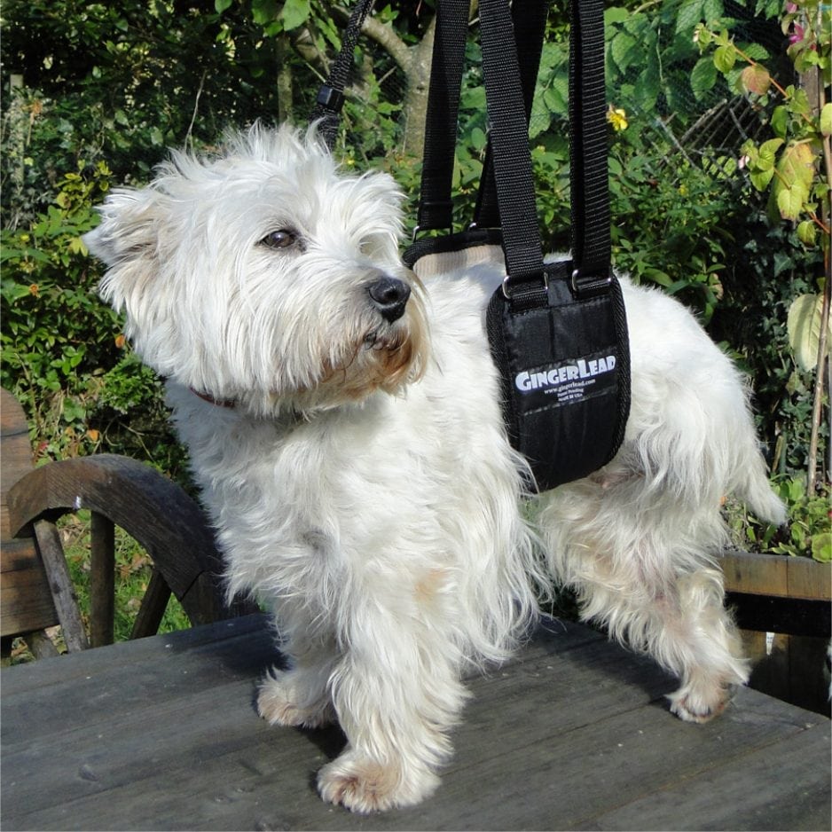 GingerLead Dog Sling, Small Female Size