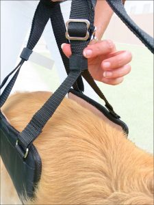 GingerLead Dog Sling Stay-on Straps