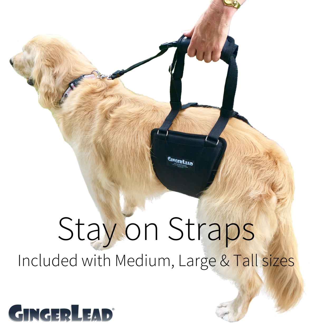 GingerLead with Optional Stay-On Straps for Medium, Large, and Tall Sizes