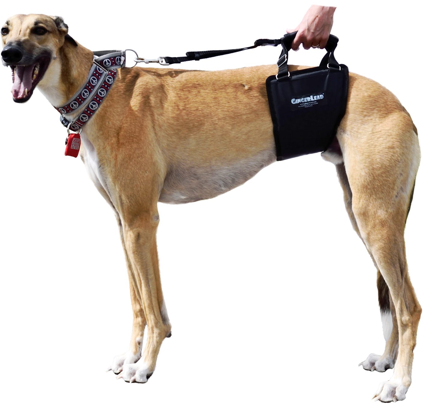 GingerLead Dog Sling, Tall Male2