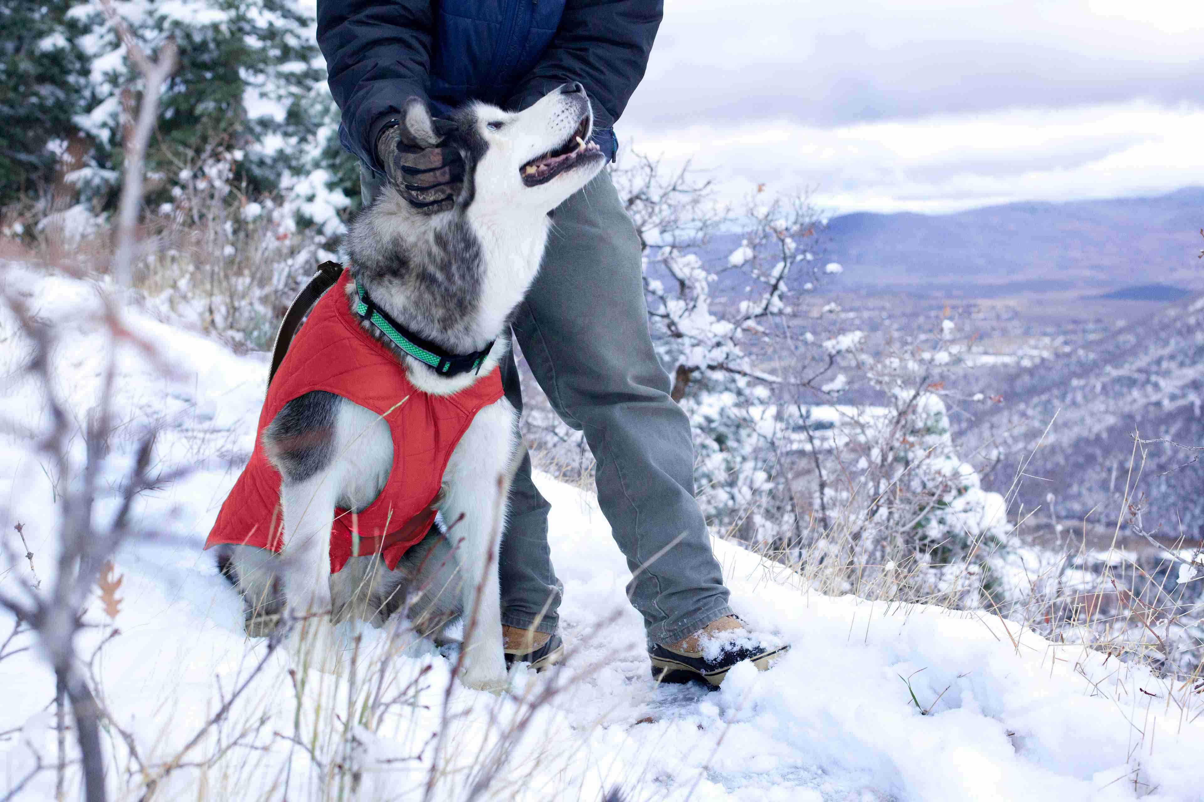 dog winter coat