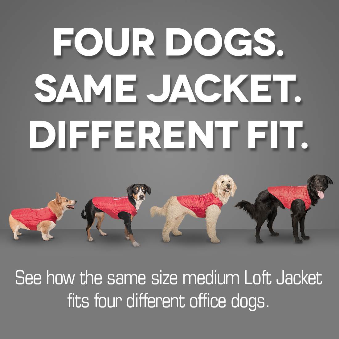 Kurgo Dog Coat Size Chart