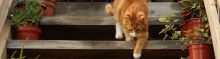 Cat Arthritis Treatment - Cat on Steps