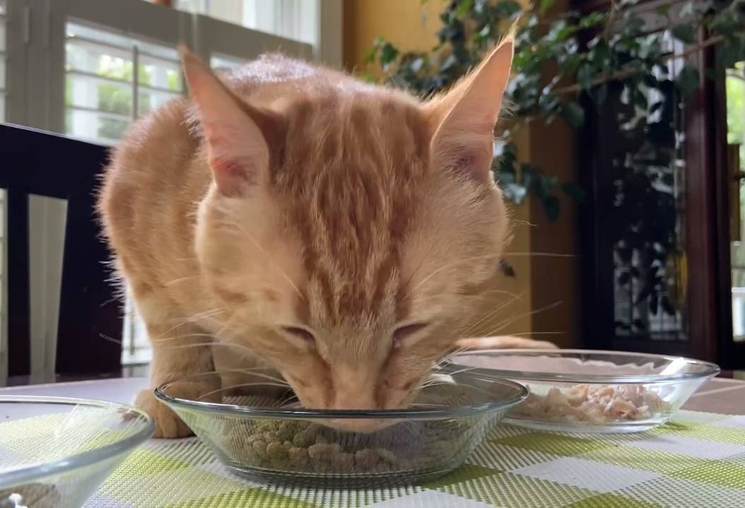 Glass Cat Bowl or Small Dog Dish - Duralex 5.75" Glass Food Dish - In Use