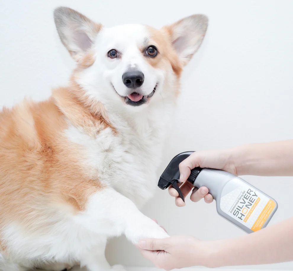 Dog wound spray - Silver Honey Hot Spot & Wound Care Spray being applied to dog