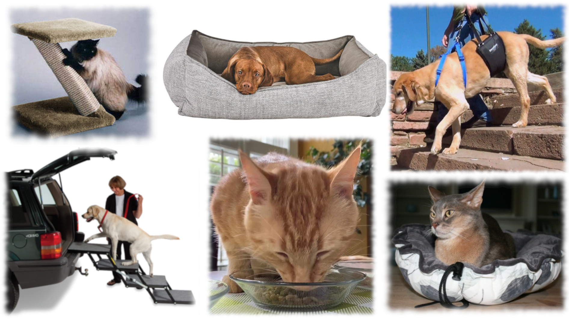Care for senior pets - product sampling