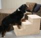 Dog Stairs for Bed - Big Triple Pet Step