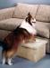 Pet step for bed or sofa - Single Pet Step - Natural