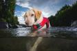 Kurgo Surf N Turf Dog Life Jacket