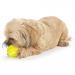 Dog playing with Planet Dog Tennis Ball Dog Toy