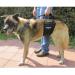 GingerLead Dog Sling, Tall Male