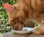 Anchor Hocking Vitrelle Glass Cat Bowl