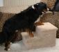 Pet Stairs - Big Double Pet Step - Natural